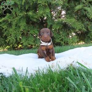 Madison, Doberman Pinscher Puppy